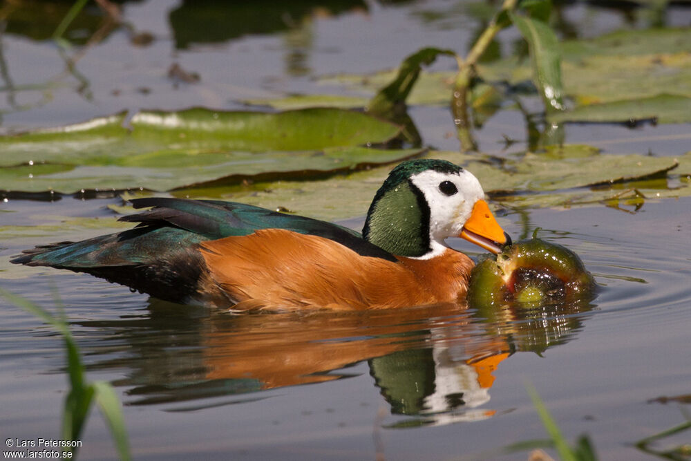 African Pygmy Goose