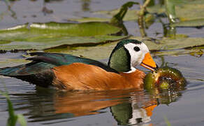 African Pygmy Goose