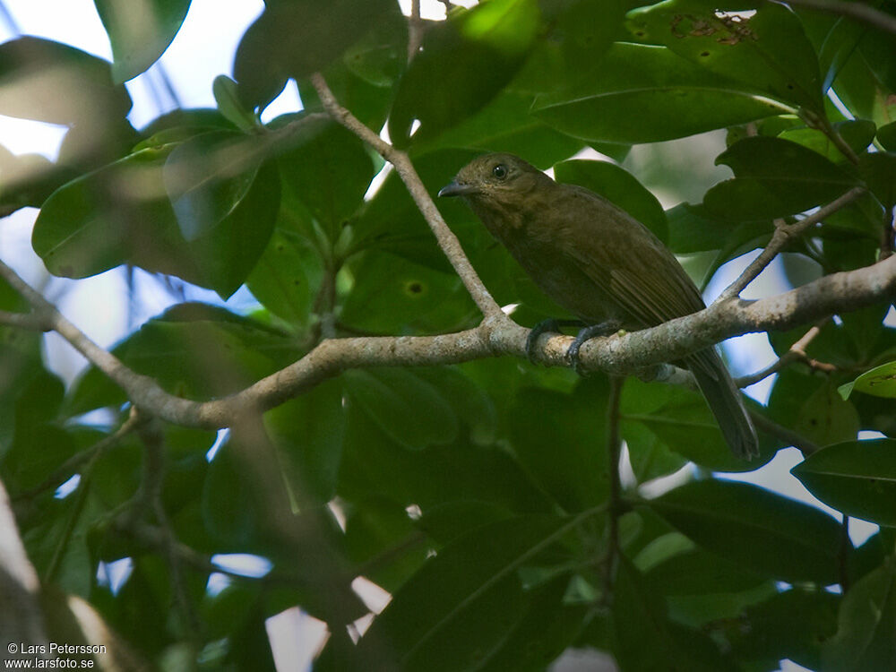 Brown-winged Schiffornis