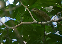 Brown-winged Schiffornis