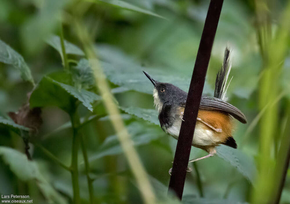 Apalis à col noiradulte