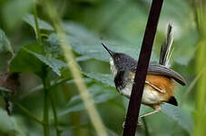 Apalis à col noir