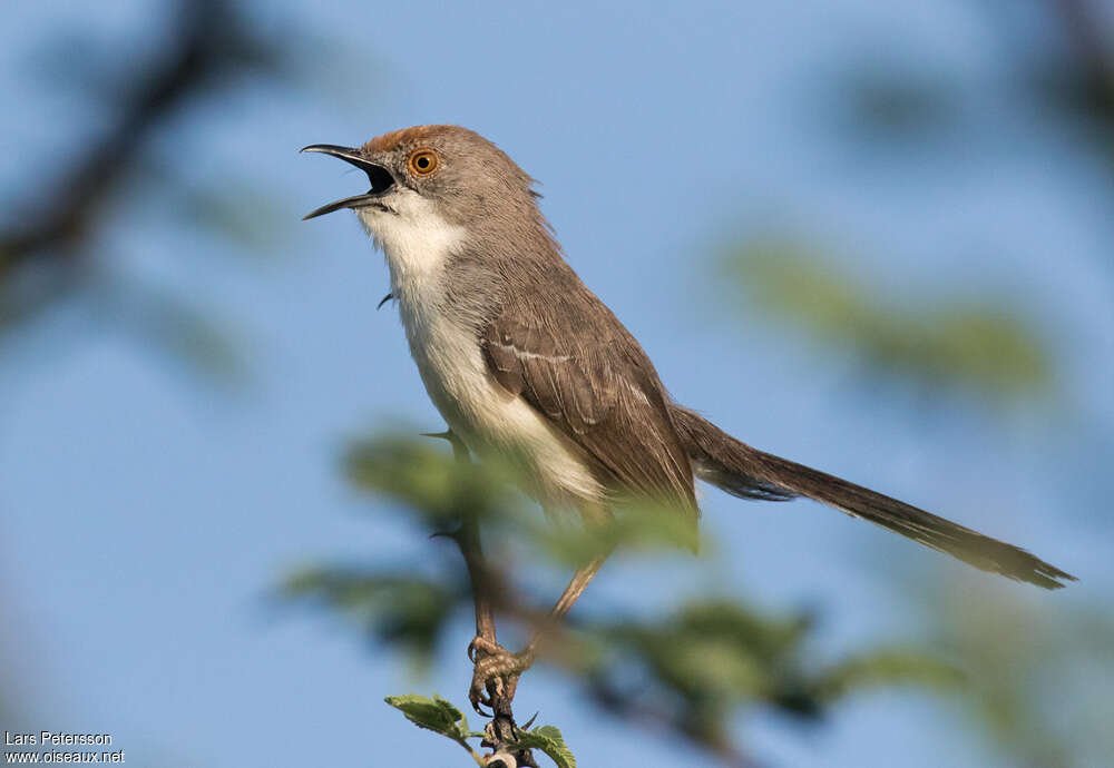 Apalis à front roux, pigmentation, chant