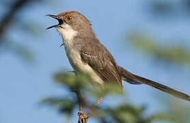 Red-fronted Prinia