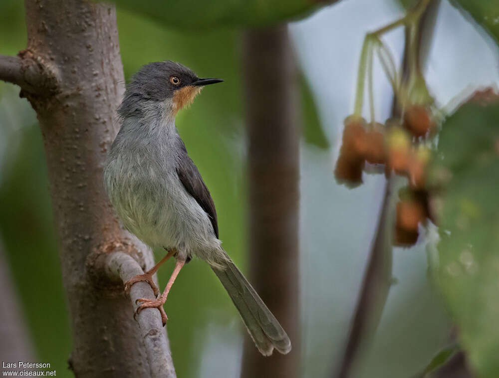 Apalis à gorge marronadulte, Comportement