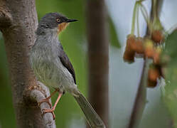 Apalis à gorge marron