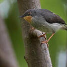 Apalis à gorge marron