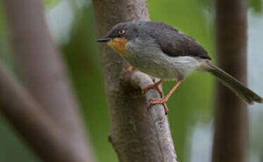 Apalis à gorge marron