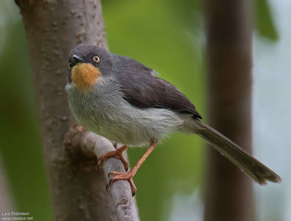 Apalis à gorge marronadulte, identification