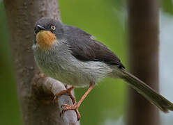 Apalis à gorge marron