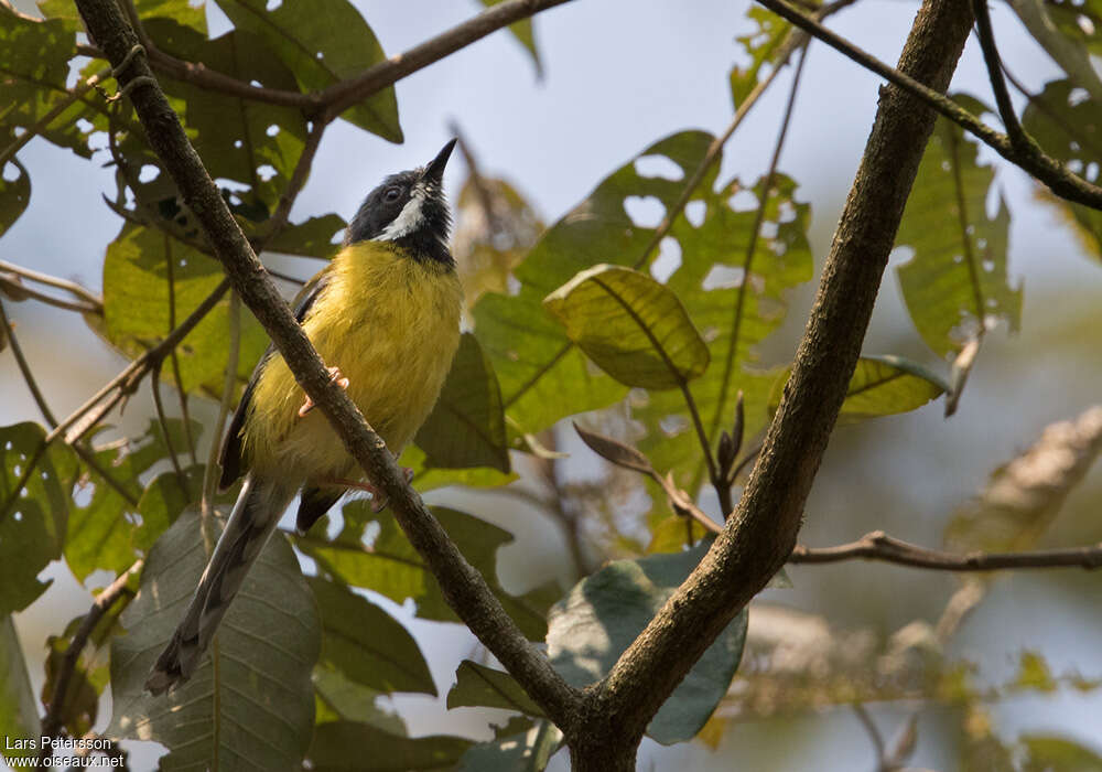 Black-throated Apalisadult, habitat, pigmentation