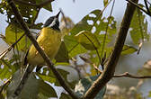 Apalis à gorge noire