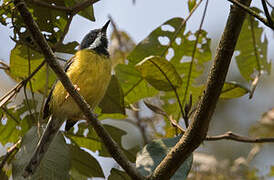 Apalis à gorge noire