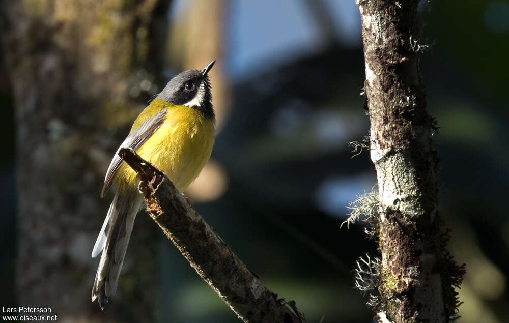 Apalis à gorge noireadulte, identification