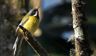 Apalis à gorge noire