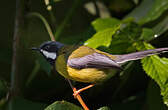 Apalis à gorge noire