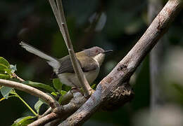 Buff-throated Apalis