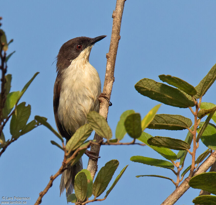 Apalis à tête noire