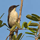Apalis à tête noire