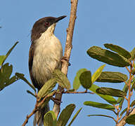 Apalis à tête noire