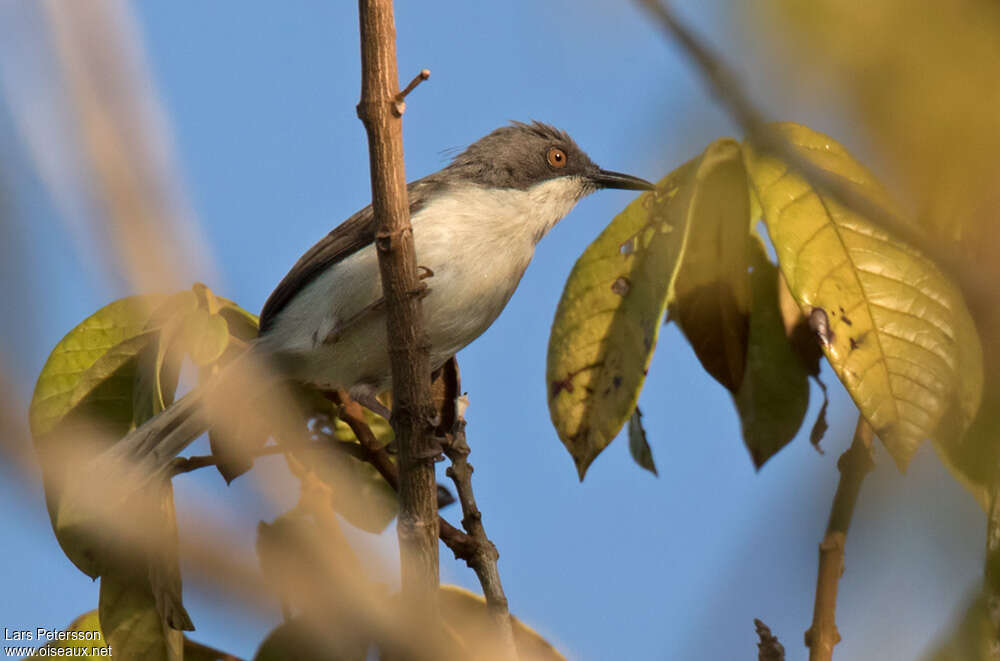 Black-headed Apalis female adult, identification