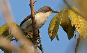 Black-headed Apalis