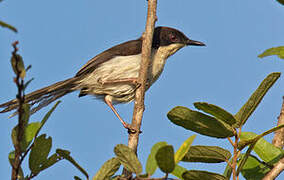 Apalis à tête noire