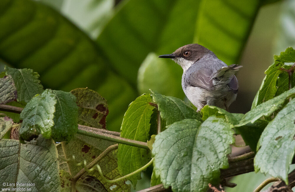 Grey Apalis