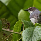 Apalis cendrée