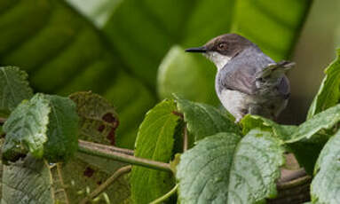 Apalis cendrée