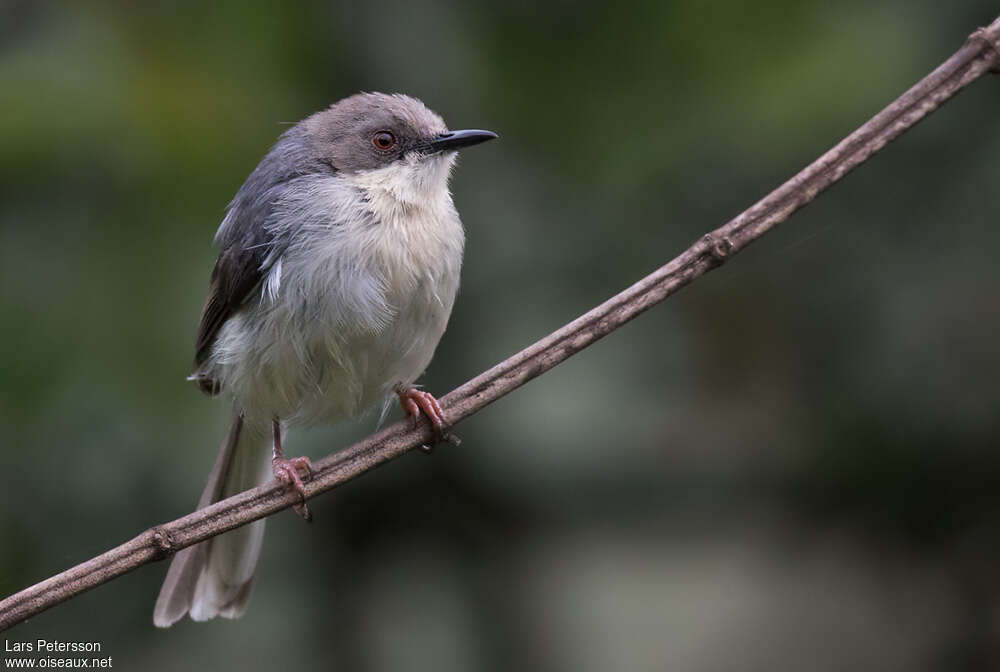 Grey Apalisadult, close-up portrait