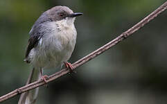 Apalis cendrée