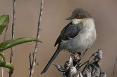 Apalis cendrée