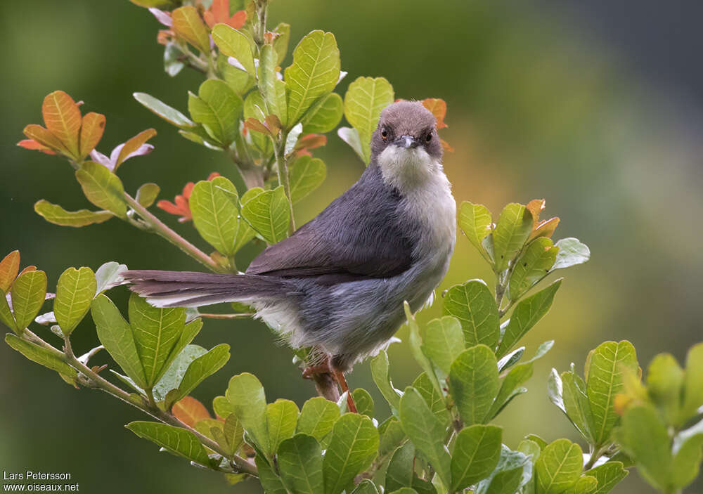 Apalis cendréeadulte, habitat