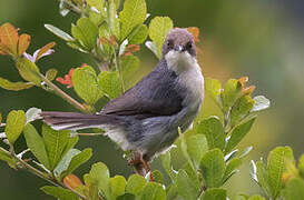 Apalis cendrée