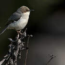 Apalis cendrée