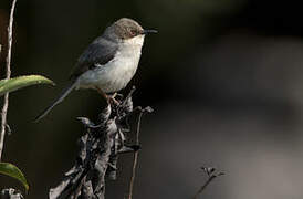 Apalis cendrée