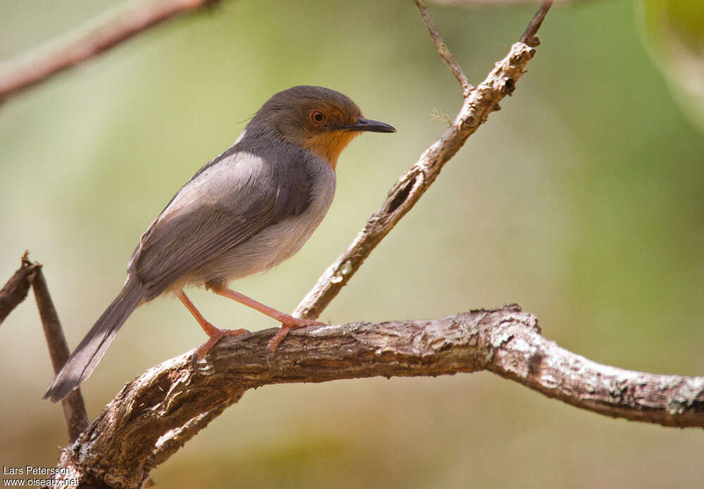 Apalis du Bamendaadulte, identification