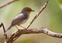 Apalis du Bamenda