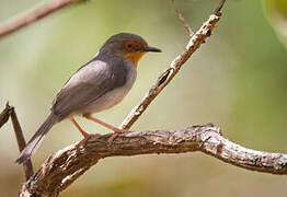 Bamenda Apalis