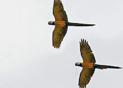 Blue-and-yellow Macaw