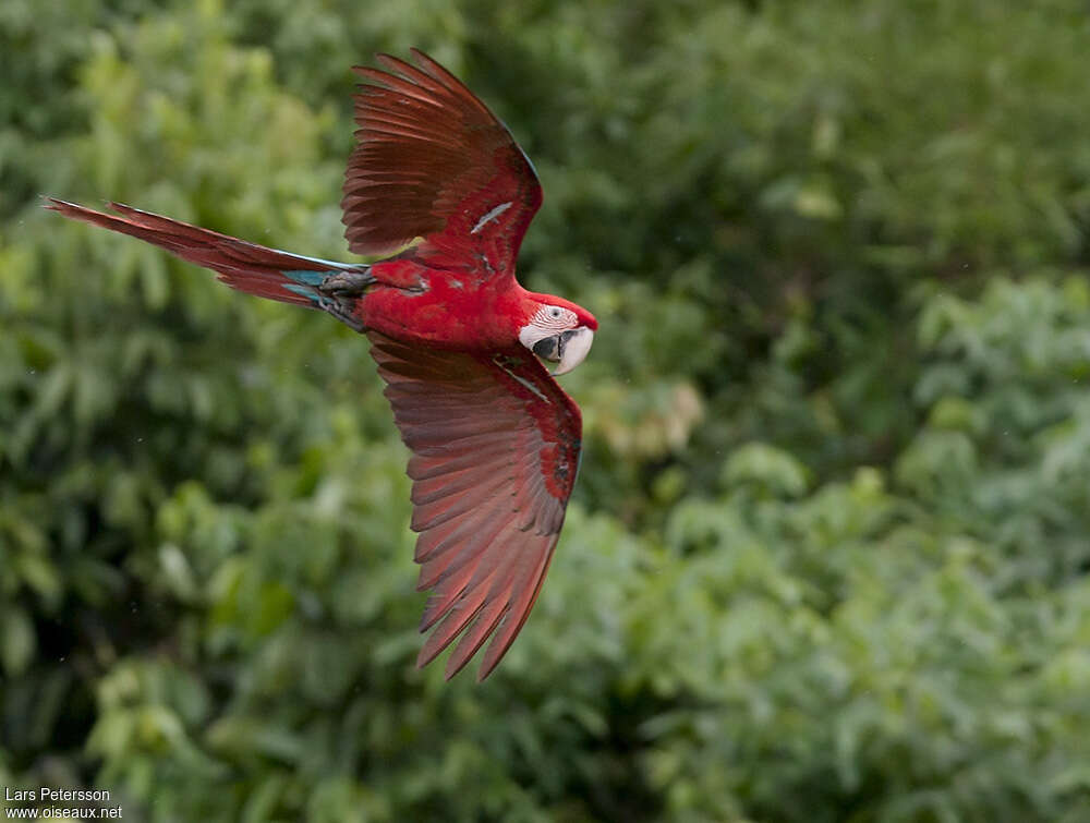 Red-and-green Macaw, Flight