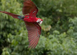 Red-and-green Macaw