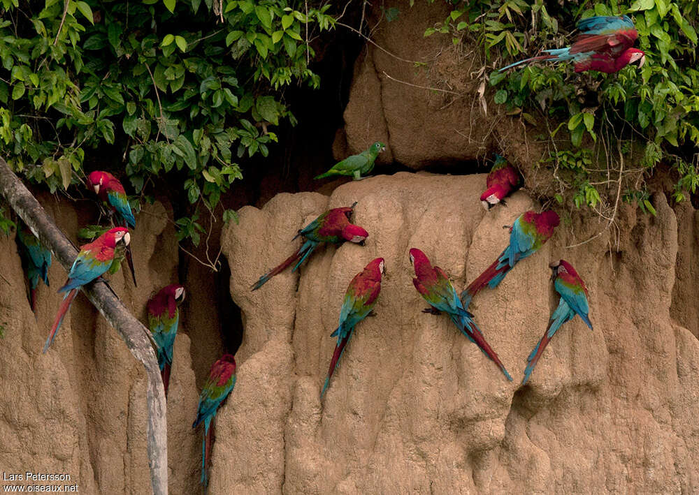 Red-and-green Macaw, habitat, Behaviour