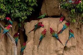 Red-and-green Macaw