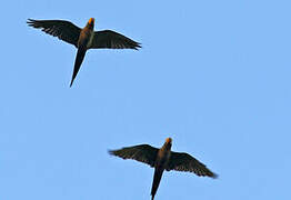 Red-bellied Macaw