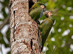 Chestnut-fronted Macaw