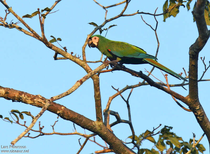 Chestnut-fronted Macawadult, identification