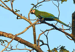 Chestnut-fronted Macaw