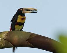 Pale-mandibled Aracari